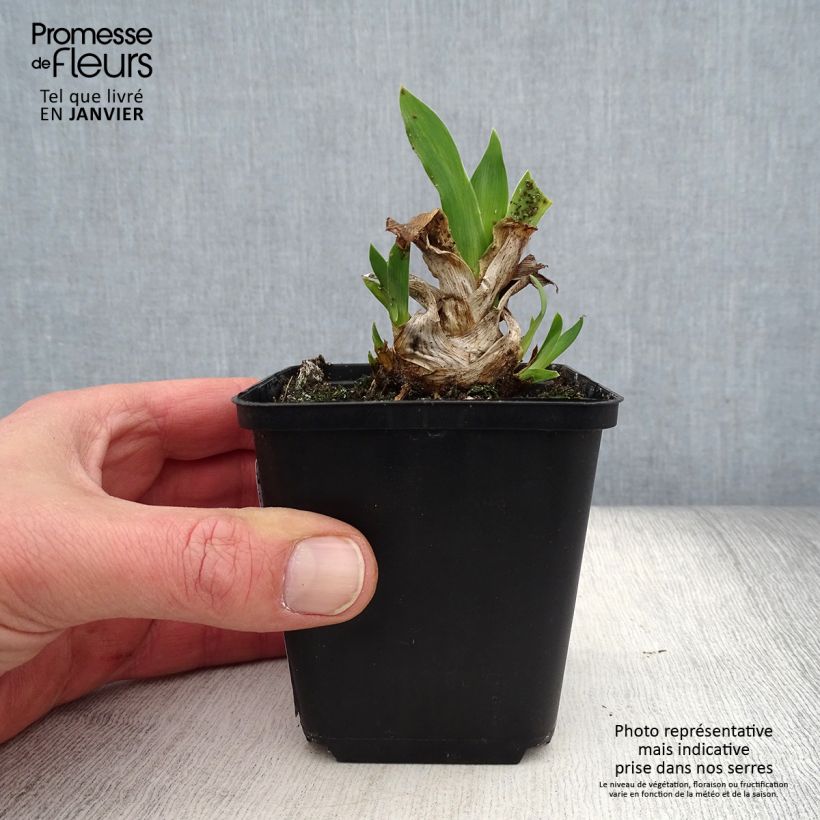 Iris pigmeo ​Azurea - Iris pumila Maceta de 8/9 cm Ejemplar entregado en invierno