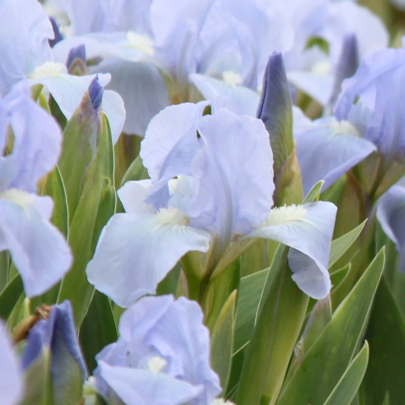 Iris pigmeo Azurea - Iris pumila (Floración)