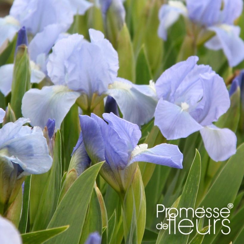 Iris pigmeo Blue Denim - Iris pumila (Floración)