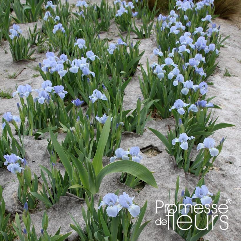 Iris pigmeo Blue Denim - Iris pumila (Porte)