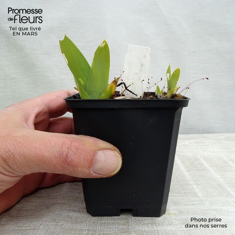 Iris pigmeo​ Blue Denim - Iris pumila Maceta de 8/9 cm Ejemplar entregado en invierno