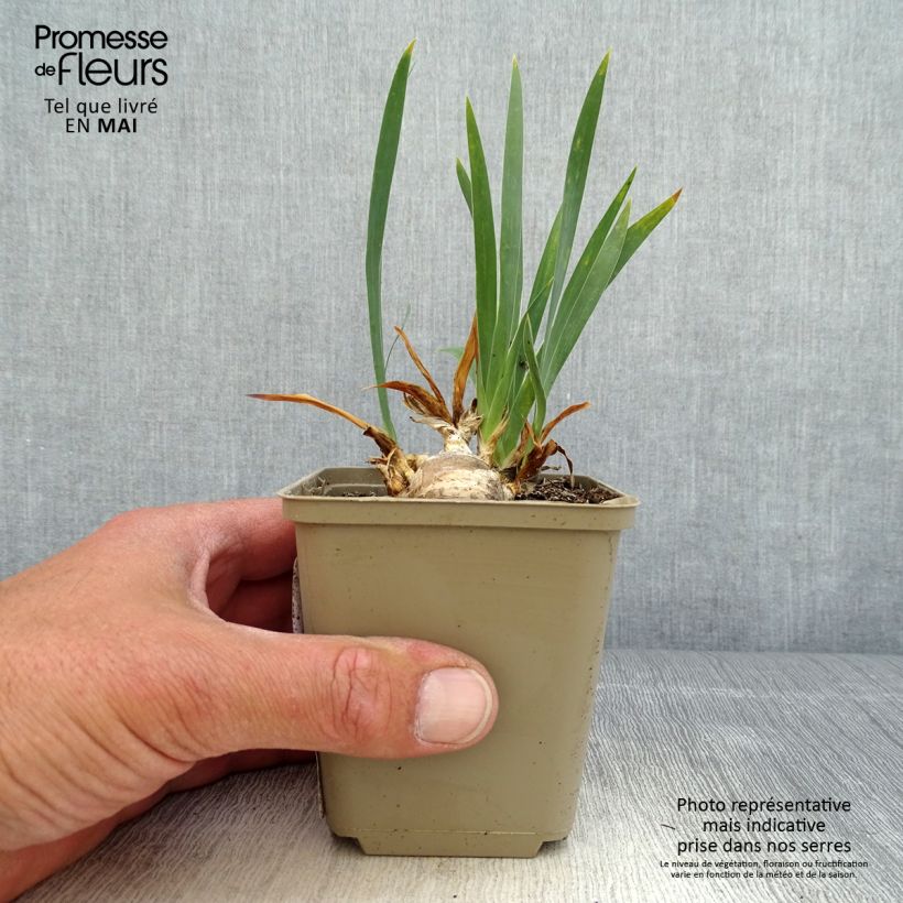 Iris pigmeo​ Brannigan - Iris pumila Maceta de 8/9 cm Ejemplar entregado en la primavera