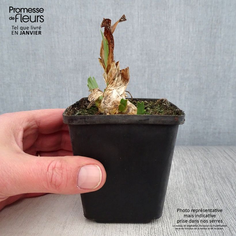 Iris pigmeo​ Brassie - Iris pumila Maceta de 8/9 cm Ejemplar entregado en invierno
