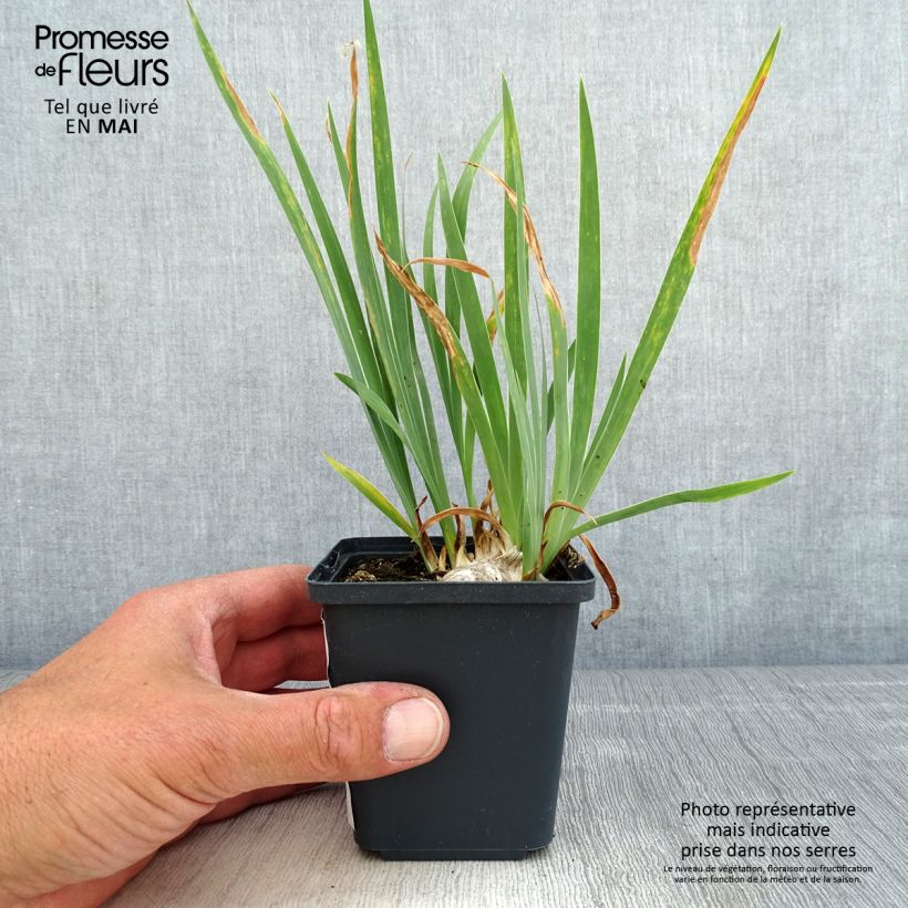 Iris pigmeo​ Brassie - Iris pumila Maceta de 8/9 cm Ejemplar entregado en la primavera
