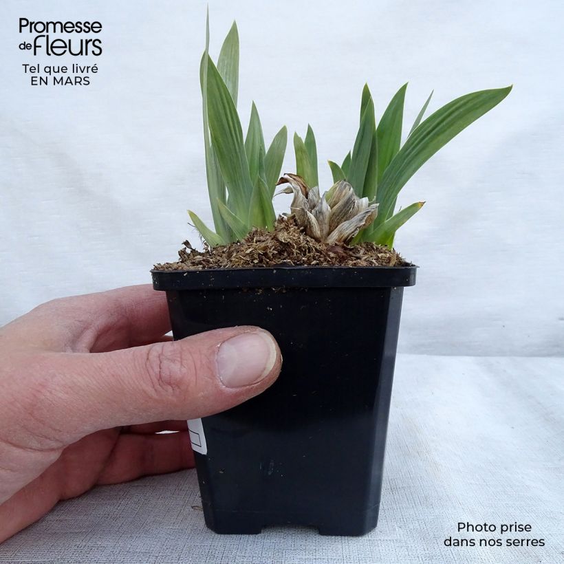Iris pigmeo​ Bright White - Iris pumila Maceta de 8/9 cm Ejemplar entregado en la primavera