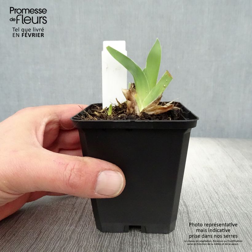 Iris pigmeo​ Cherry Garden - Iris pumila Maceta de 8/9 cm Ejemplar entregado en invierno