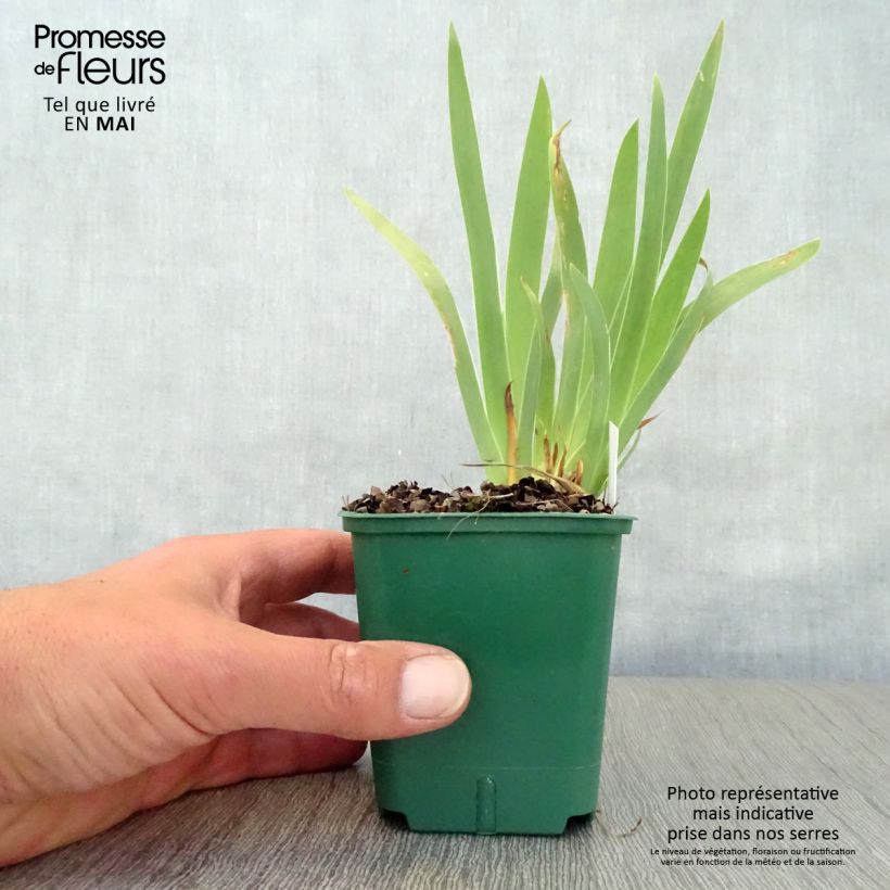 Iris pigmeo​ Cherry Garden - Iris pumila Maceta de 8/9 cm Ejemplar entregado en la primavera