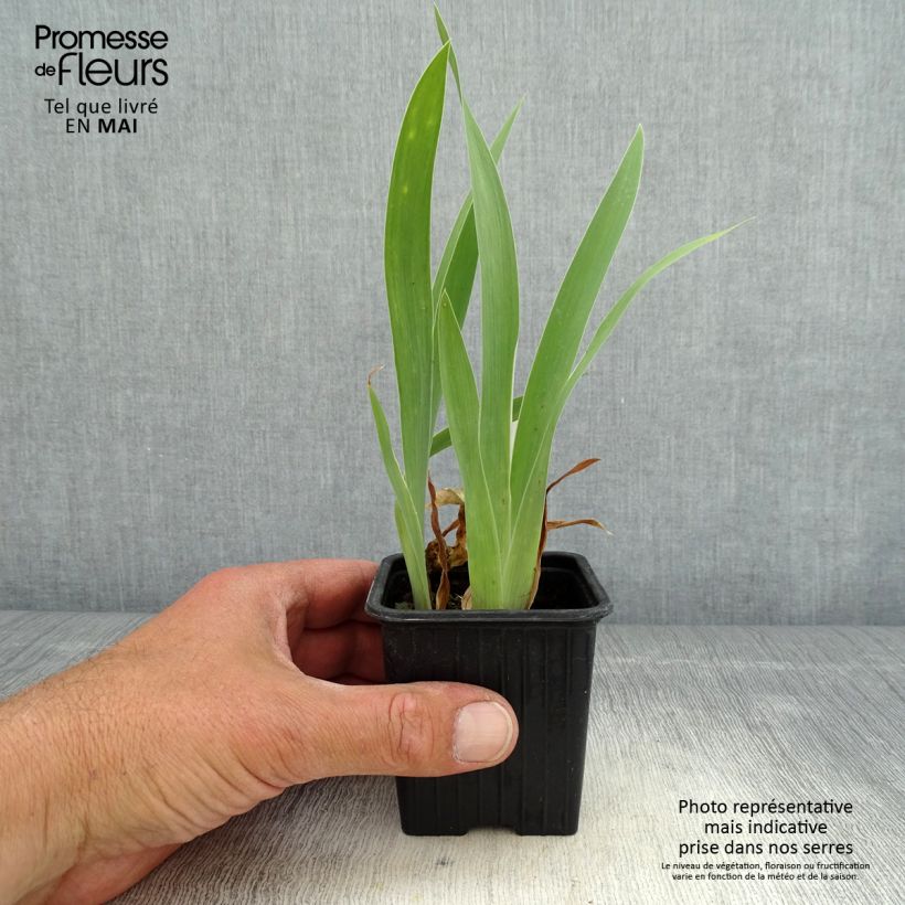 Iris pigmeo​ Crispy - Iris pumila Maceta de 8/9 cm Ejemplar entregado en la primavera