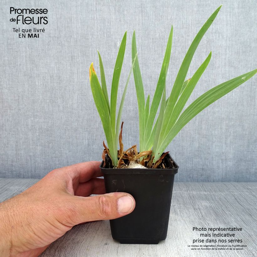 Iris pigmeo​ Dream Stuff - Iris pumila Maceta de 8/9 cm Ejemplar entregado en la primavera