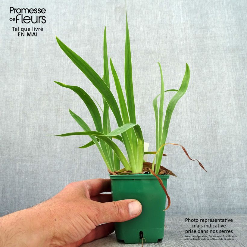 Iris pigmeo​ Yellow - Iris pumila Maceta de 8/9 cm Ejemplar entregado en la primavera