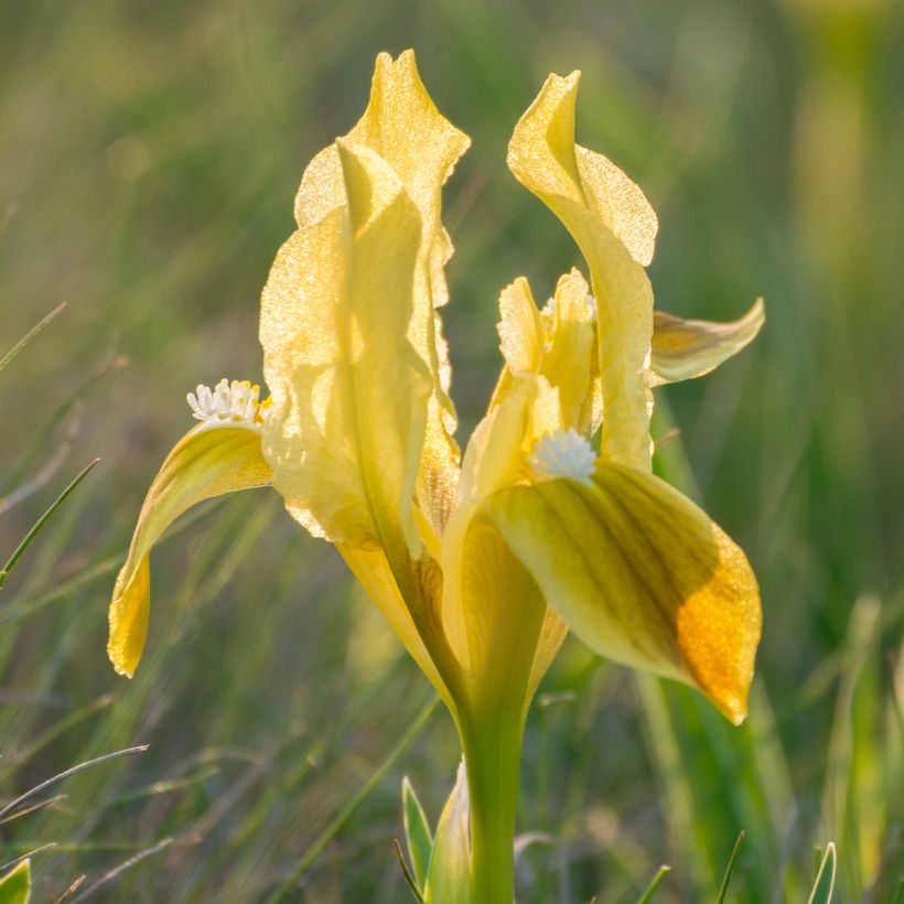 Iris pigmeo Yellow - Iris pumila (Floración)