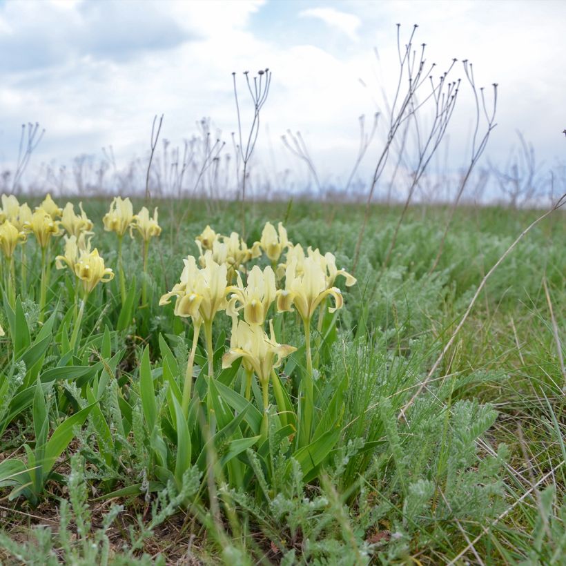 Iris pigmeo Yellow - Iris pumila (Porte)