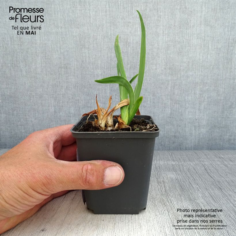 Iris pigmeo​ LA Ballet - Iris pumila Maceta de 8/9 cm Ejemplar entregado en la primavera