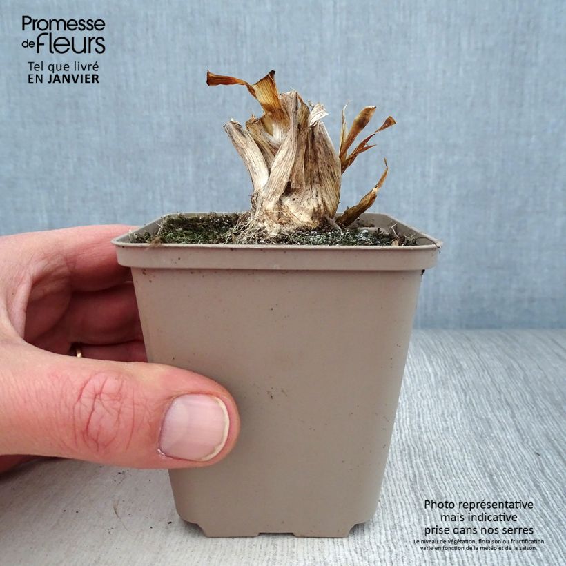 Iris pigmeo​ Smell The Roses - Iris pumila Maceta de 8/9 cm Ejemplar entregado en invierno