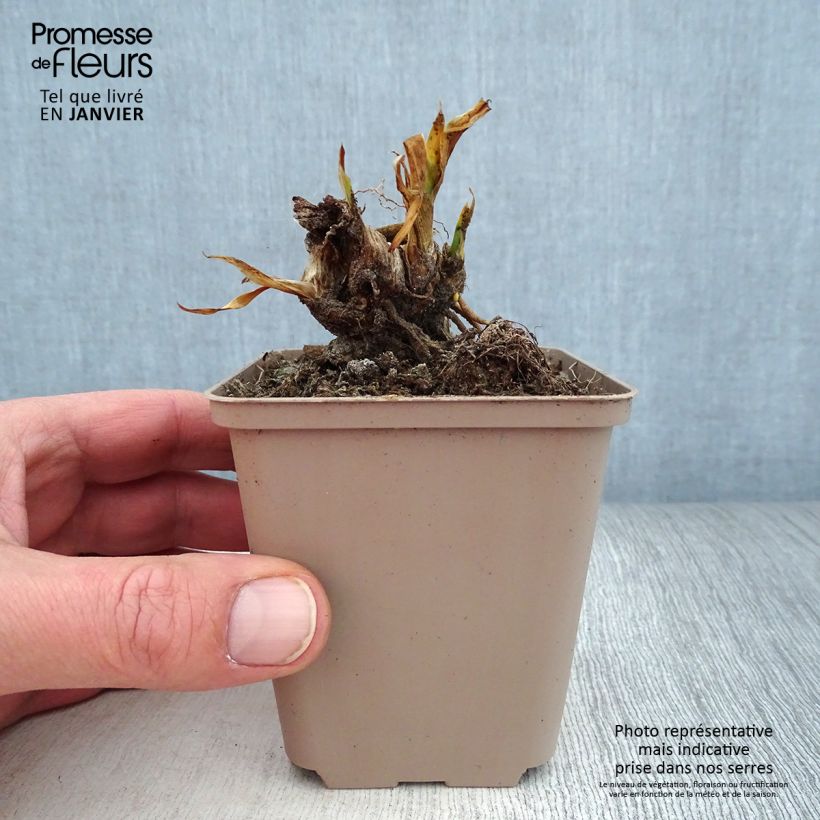 Iris pigmeo​ Volts - Iris pumila Maceta de 8/9 cm Ejemplar entregado en invierno