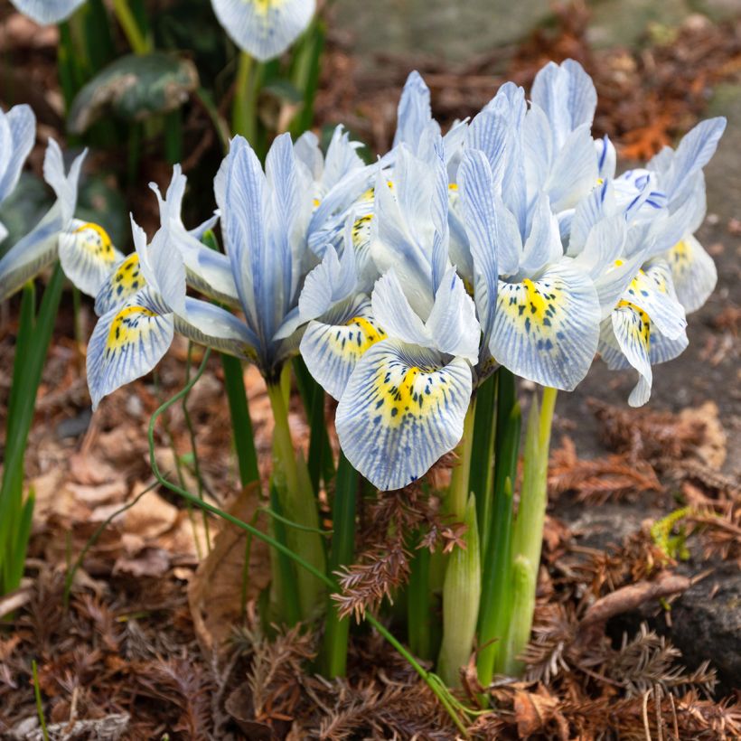 Iris reticulata Katharina Hodgkin - Lirio (Porte)