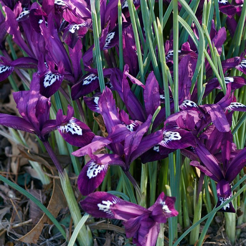 Iris reticulata Pauline - Lirio (Porte)