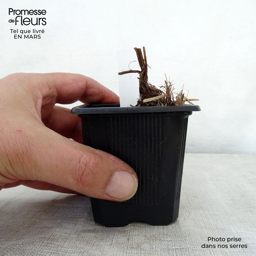 Iris robusta Dark Aura Maceta de 8/9 cm Ejemplar entregado en la primavera