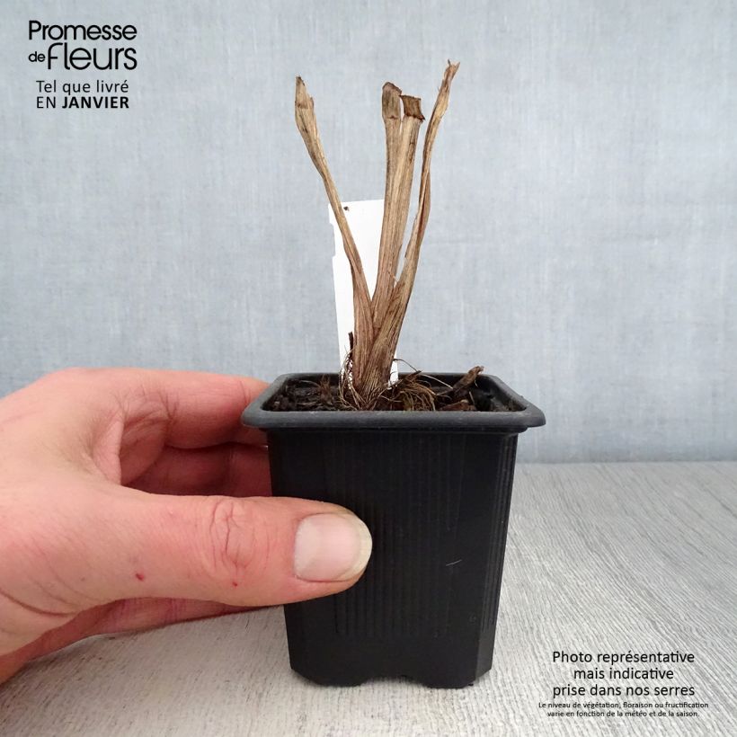 Iris robusta Dark Aura Maceta de 8/9 cm Ejemplar entregado en invierno