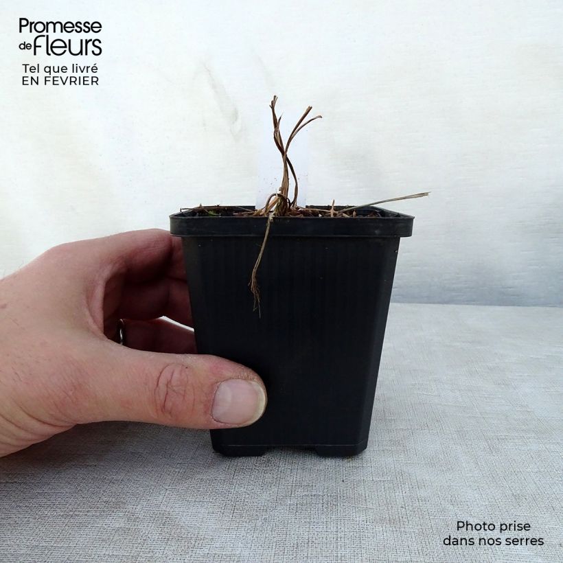 Iris setosa Maceta de 8/9 cm Ejemplar entregado en invierno