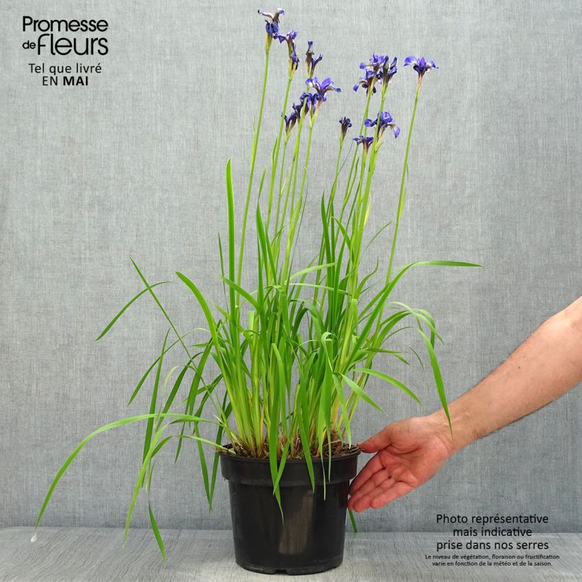 Lirio de Siberia Fran's gold - Iris sibirica Maceta 2L/3L Ejemplar entregado en la primavera