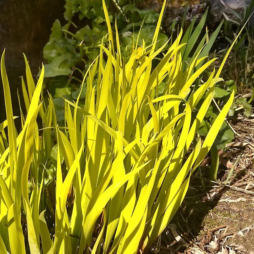 Lirio de Siberia Fran's gold - Iris sibirica (Follaje)