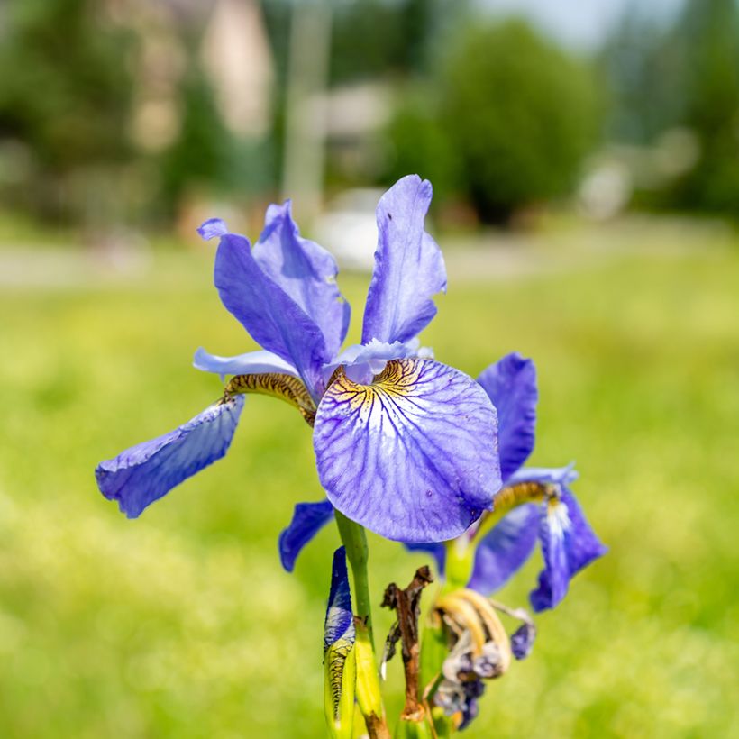 Lirio de Siberia Fran's gold - Iris sibirica (Floración)