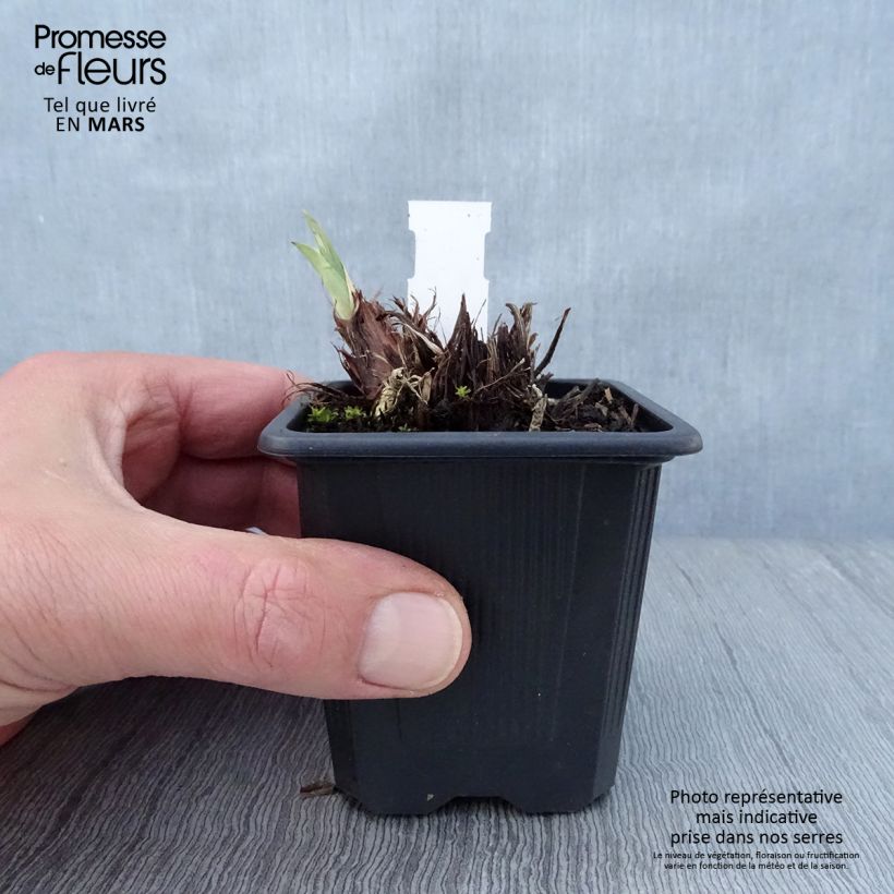 Lirio de Siberia Concord Crush - Iris sibirica Maceta de 8/9 cm Ejemplar entregado en la primavera