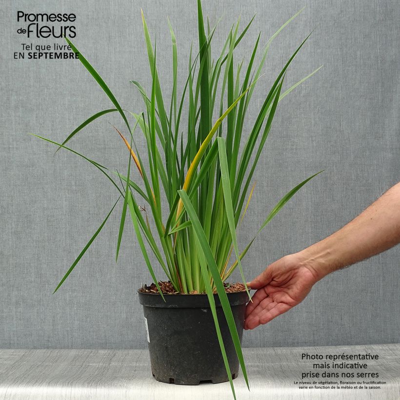 Ejemplar de Lirio de Siberia Fran's gold - Iris sibirica Maceta 2L/3L entregado en otoño