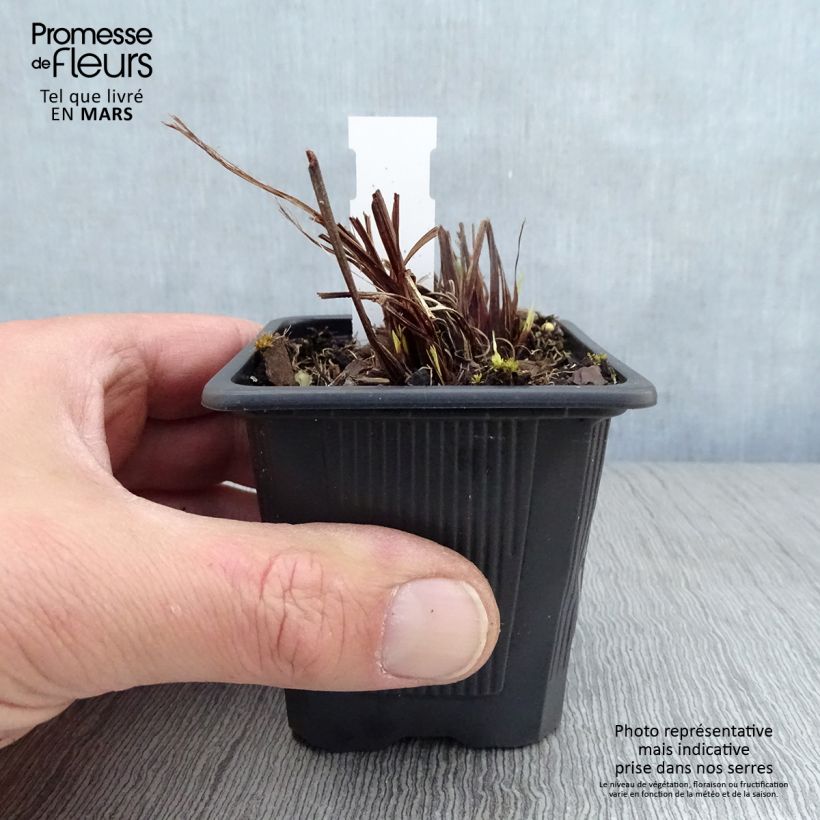 Lirio de Siberia Not Quite White - Iris sibirica Maceta de 8/9 cm Ejemplar entregado en la primavera