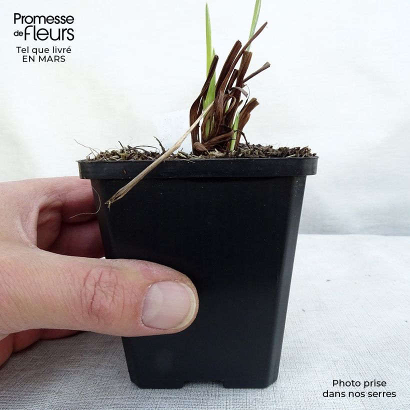 Lirio de Siberia Perry's Blue - Iris sibirica Maceta de 8/9 cm Ejemplar entregado en la primavera