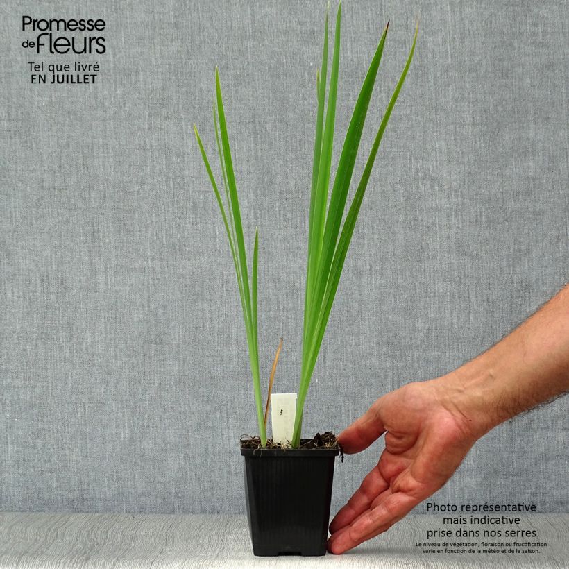 Ejemplar de Lirio de Siberia Perry's Blue - Iris sibirica Maceta de 8/9 cm entregado en verano