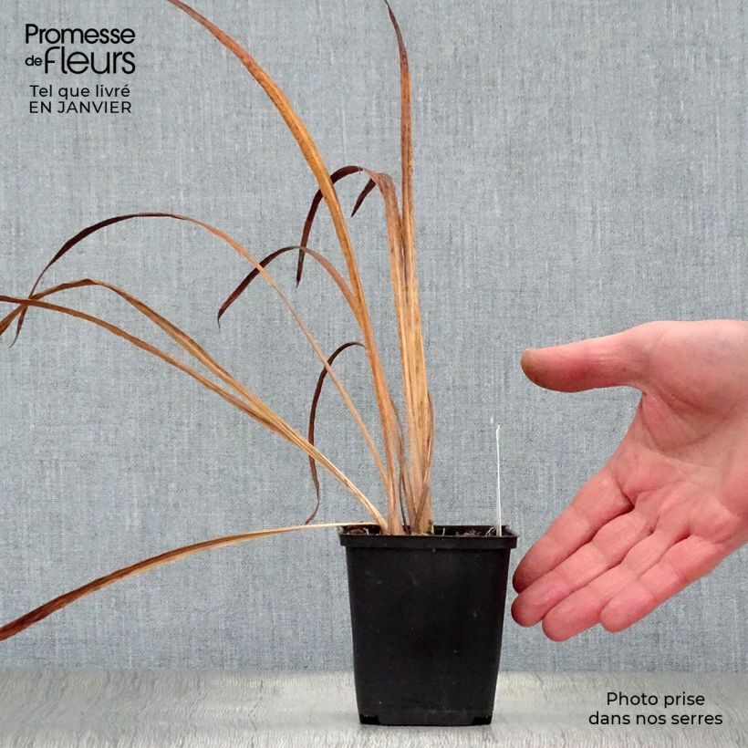 Lirio de Siberia Snow Queen - Iris sibirica Maceta de 8/9 cm Ejemplar entregado en invierno