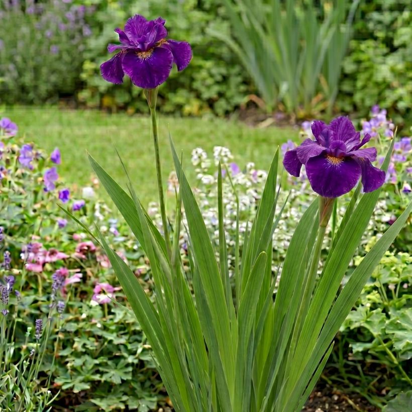Lirio de Siberia Spindazzle - Iris sibirica  (Porte)