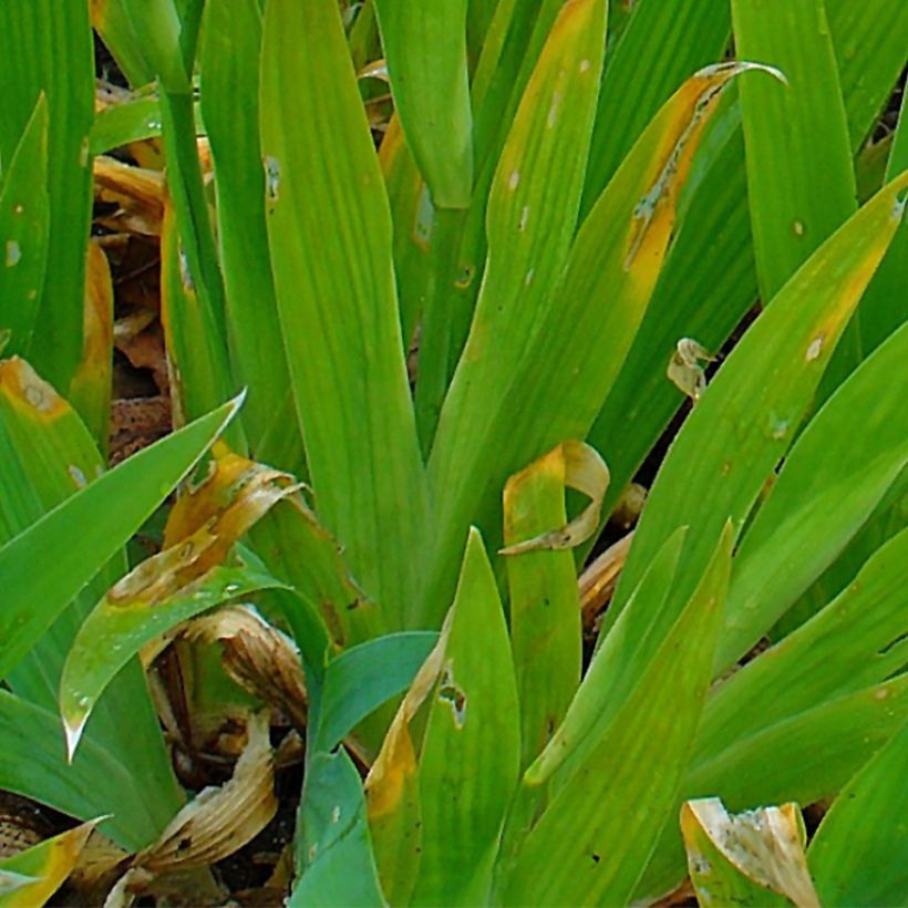 Iris de tejado - Iris tectorum (Follaje)