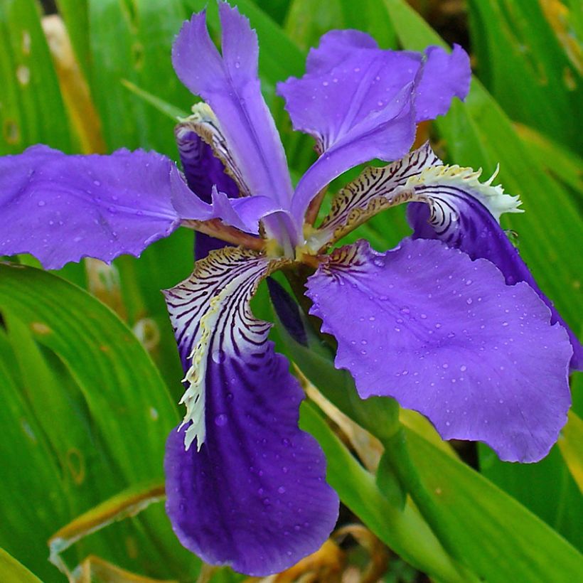 Iris de tejado - Iris tectorum (Floración)