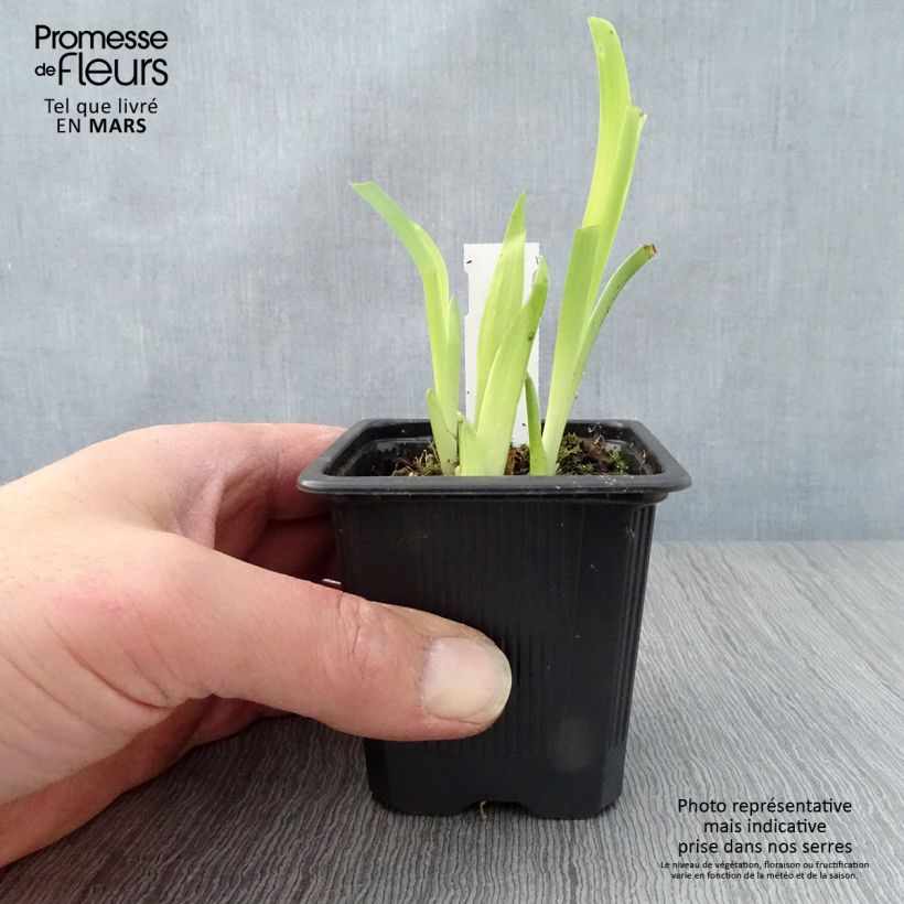 Iris de tejado - Iris tectorum Maceta de 8/9 cm Ejemplar entregado en la primavera