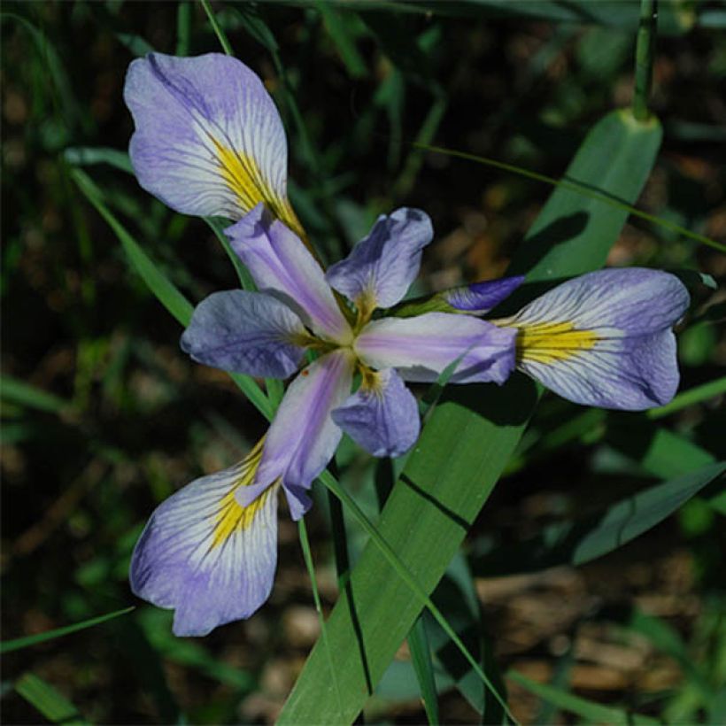 Iris versicolor - Lirio de agua de Norteamerica (Floración)