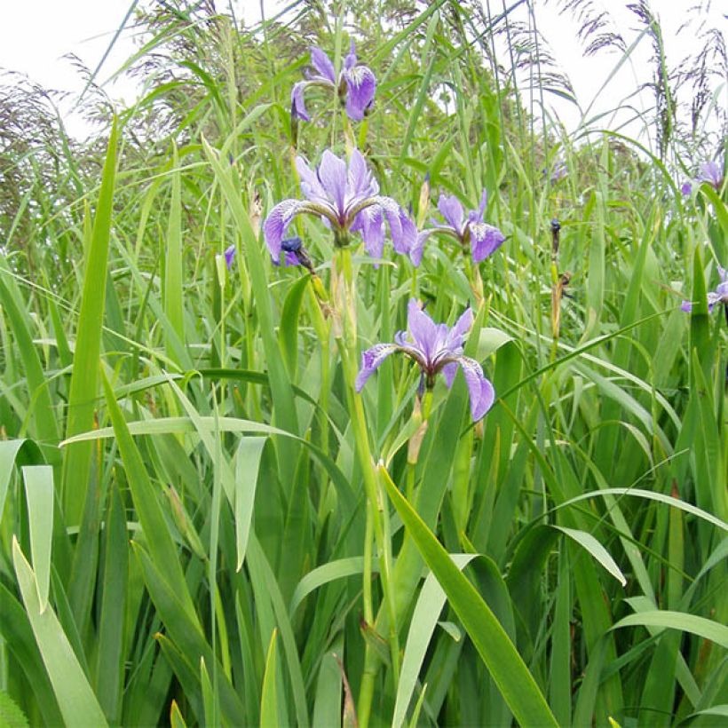 Iris versicolor - Lirio de agua de Norteamerica (Porte)