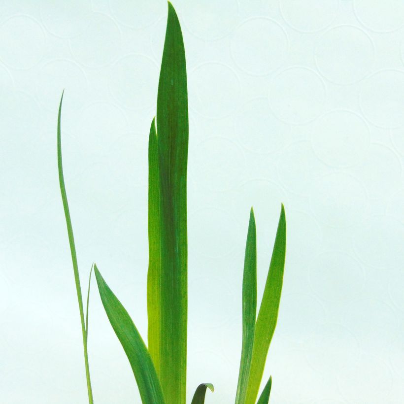 Iris versicolor - Lirio de agua de Norteamerica (Follaje)