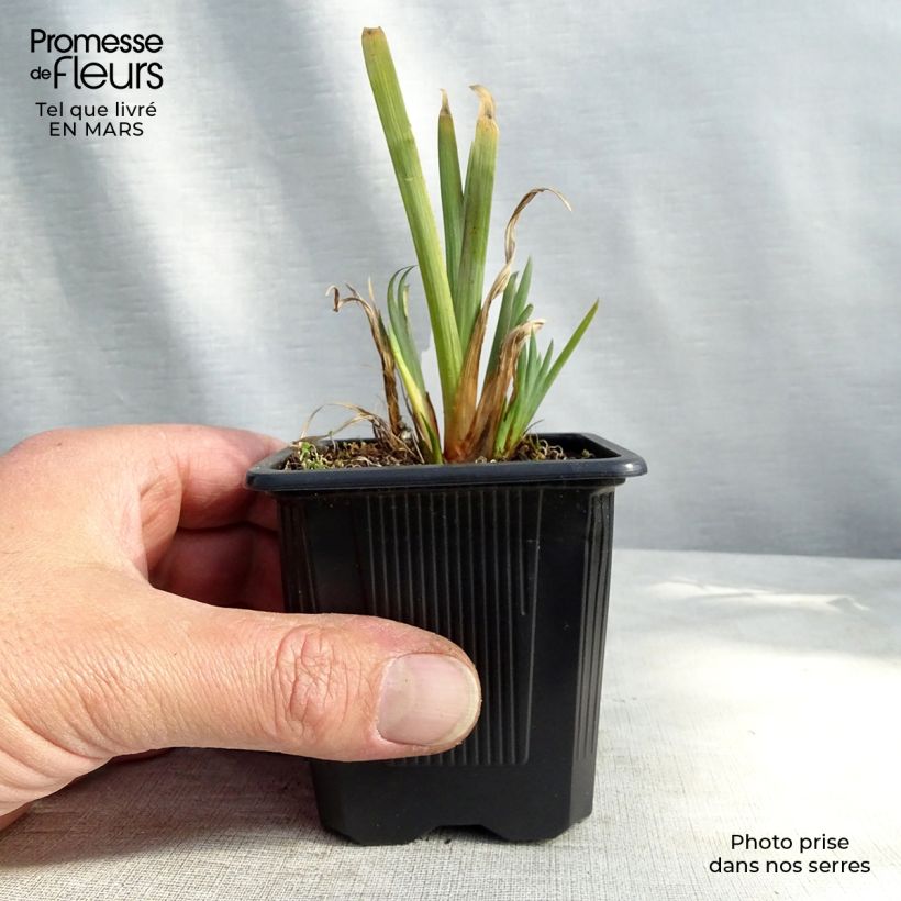 Iris versicolor - Lirio de agua de Norteamerica Maceta de 8/9 cm Ejemplar entregado en la primavera