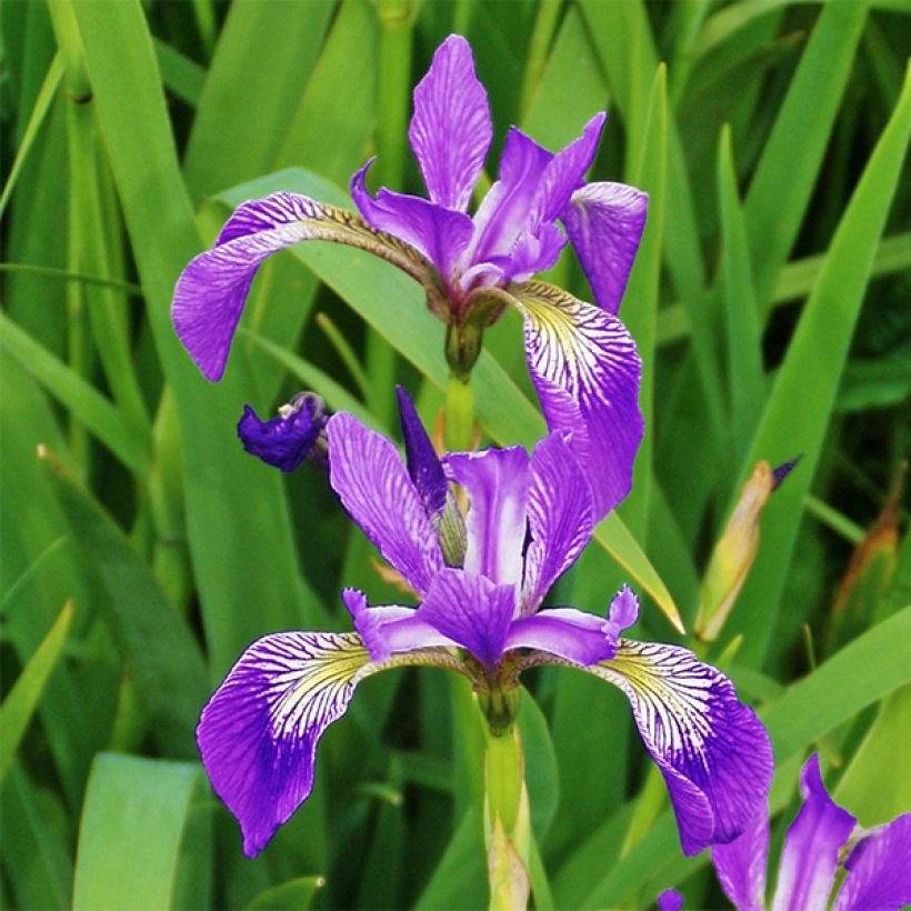 Iris versicolor Kermesina (Floración)