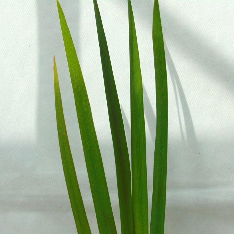 Iris versicolor Kermesina (Follaje)