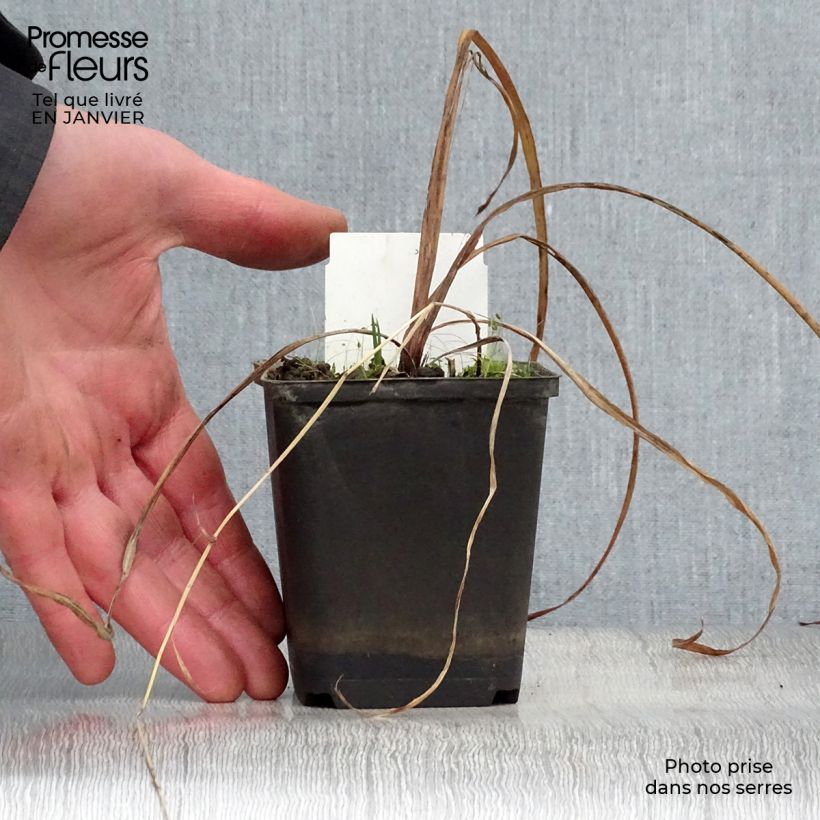 Iris versicolor Kermesina Maceta de 8/9 cm Ejemplar entregado en invierno