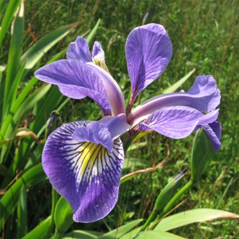 Iris versicolor Variegata (Floración)
