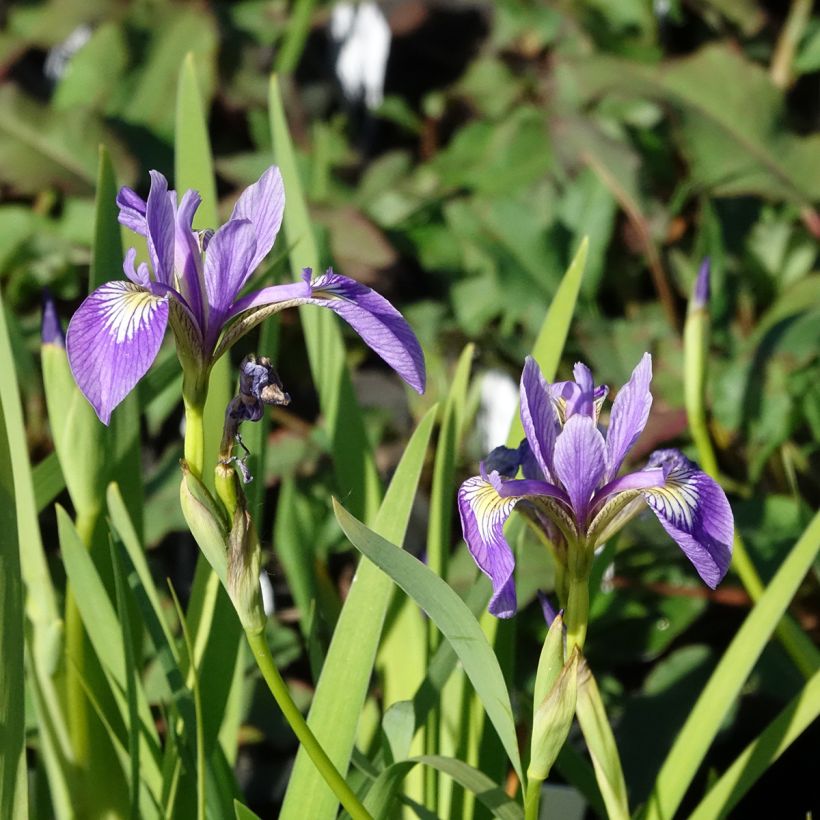 Iris versicolor Variegata (Floración)