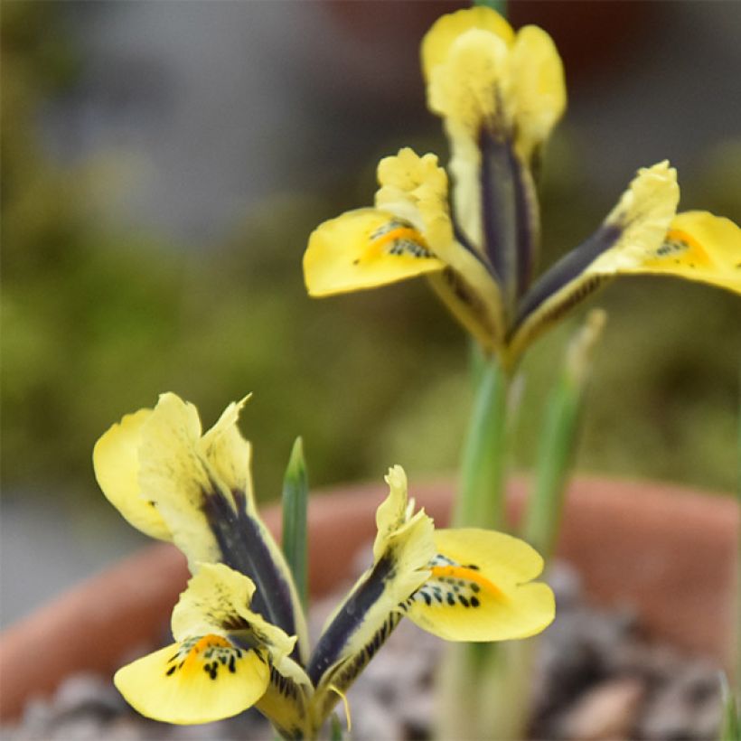 Iris reticulata Orange Glow - Lirio (Floración)