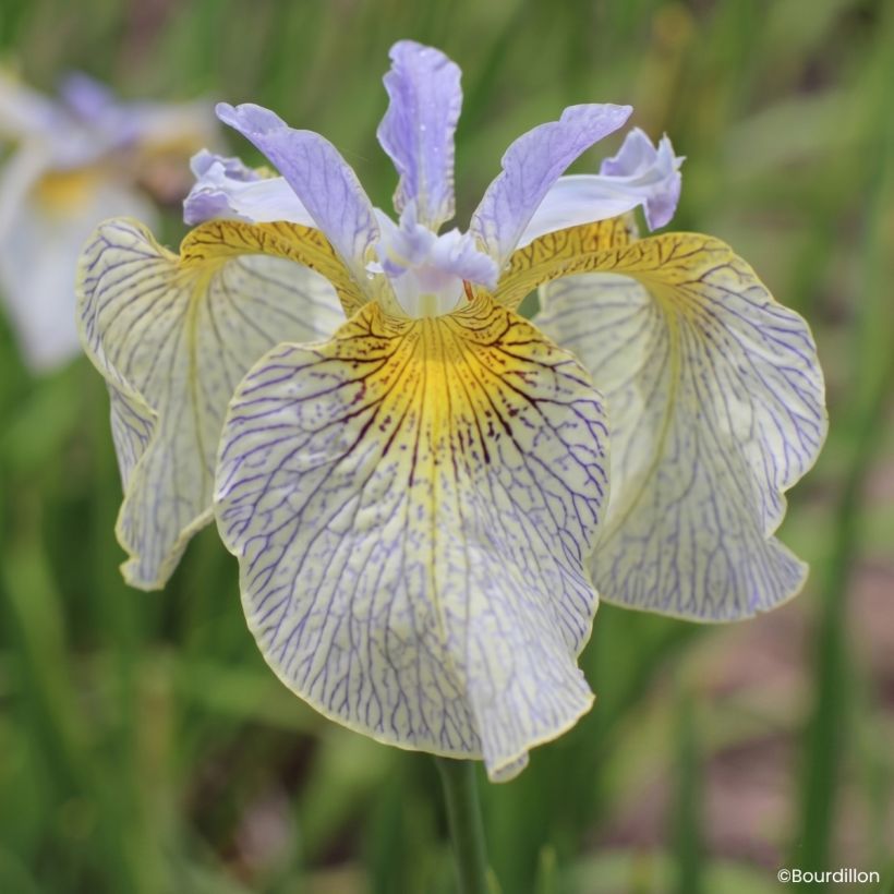 Iris Ally Oops - Lirio de agua (Floración)