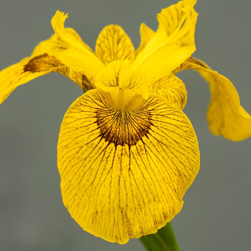 Iris Berlin Tiger - Lirio de agua (Floración)