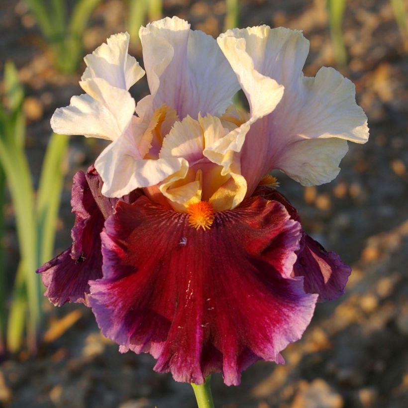 Iris germanica Dance Hall Dandy (Floración)